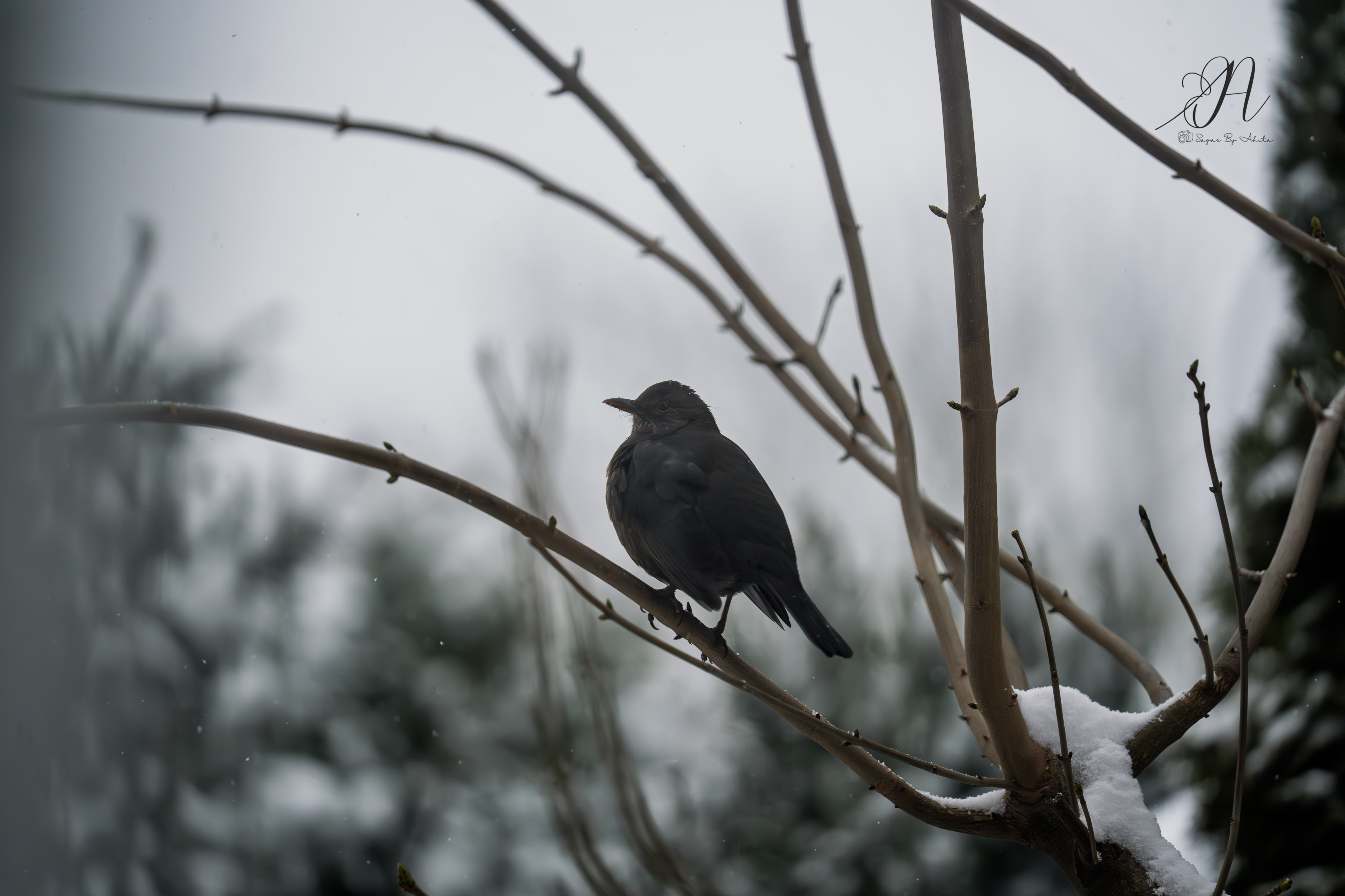 Bird in the snow