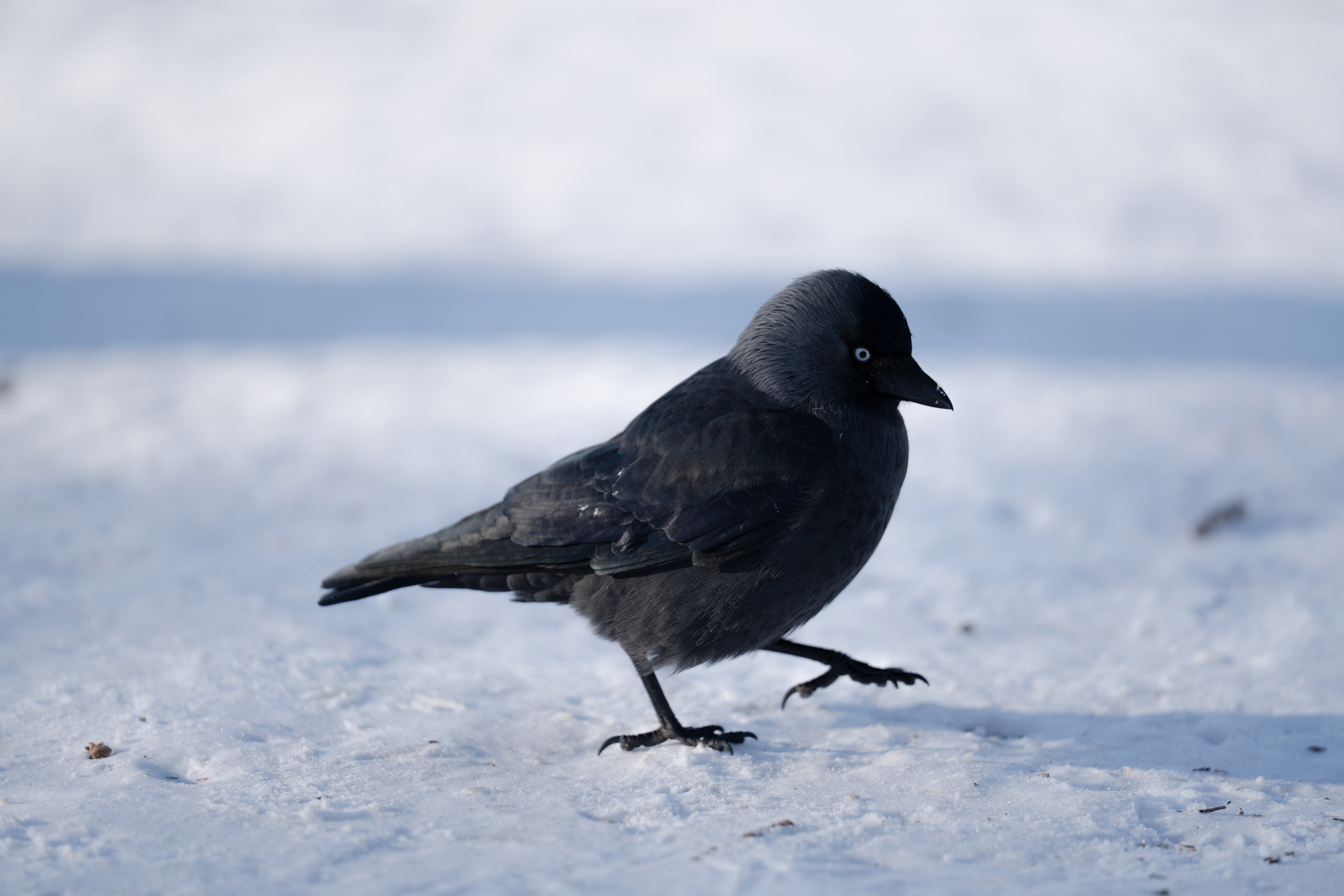 Bird in the snow